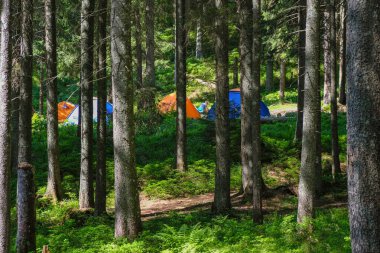 Kozalaklı ormanlardaki gövdeler arasında parlak turist çadırları. Karpatlar 'da Ukrayna turizmi.