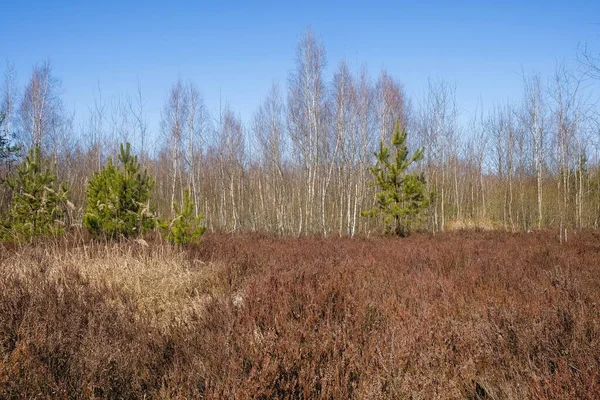 Waldwiese Aus Trockenen Heideblüten Mit Birken Und Kiefern Wilden Wald — Stockfoto