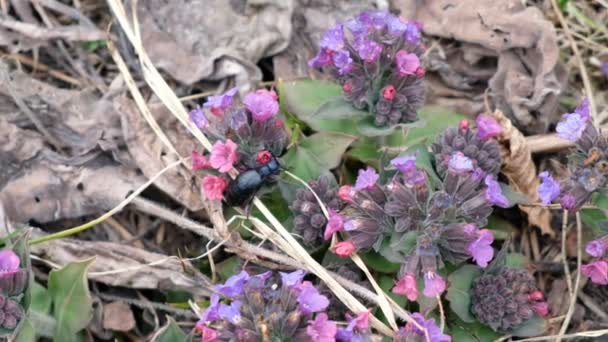 ウクライナの森のプルモナリアの花から蜜を食べる黒いカブトムシ — ストック動画