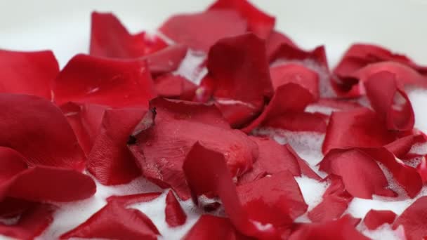 Pétalos Rosa Roja Caen Agua Jabonosa Viento Sacude Los Pétalos — Vídeo de stock