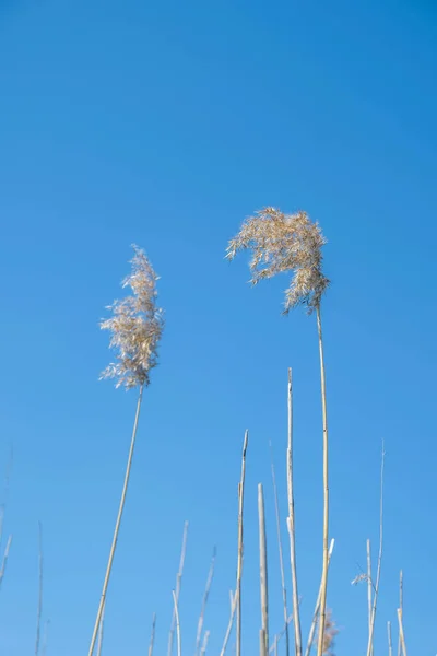Ξηροί Σπόροι Ζαχαροκάλαμου Ένα Ψηλό Στέλεχος Φτερουγίζει Στον Άνεμο Reeds — Φωτογραφία Αρχείου