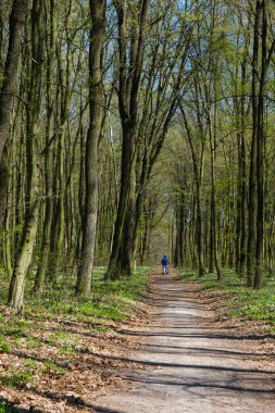 Çiçek açan bir ormanda yol. Uzakta bir bebek arabasıyla bir kişi.