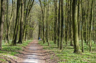 Çiçek açan bir ormanda yol. Uzakta bir bebek arabasıyla bir kişi.