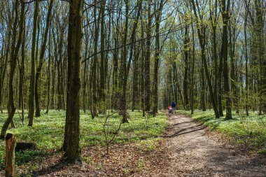Çiçek açan bir ormanda yol. Uzakta bir bebek arabasıyla bir kişi.