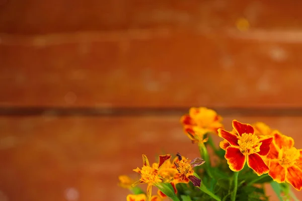 Marigold Virágok Lush Lava Háttér Homályos Háttér Fénymásolási Hely — Stock Fotó