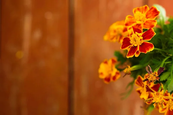 Goudsbloem Een Weelderige Lava Achtergrond Wazige Houten Achtergrond Kopieerruimte — Stockfoto