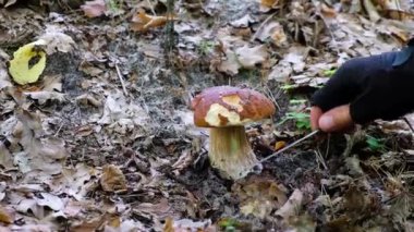 Ukrayna ormanlarındaki Boletus. Bıçaklı, mantarlı eldiven giymiş bir erkek..