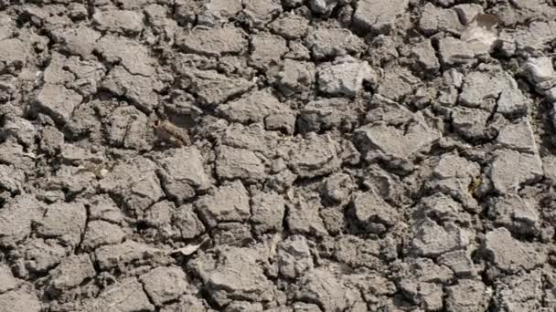 Textura Natural Solo Desidratação Solo Desastre Ambiental Ucrânia — Vídeo de Stock