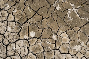 Ukrayna 'daki çatlak toprağın yüzeyi. Topraktaki kuru yapraklar. İklim değişikliği konsepti. Boşluğu kopyala.