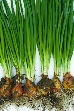 Beyaz arka planda kökleri olan yalıtılmış yeşil soğan..