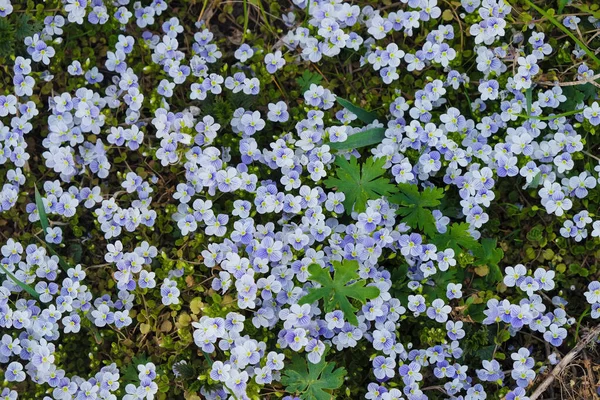 Achtergrond Met Blauwe Wilde Bloemen Ochtend Oekraïne — Stockfoto