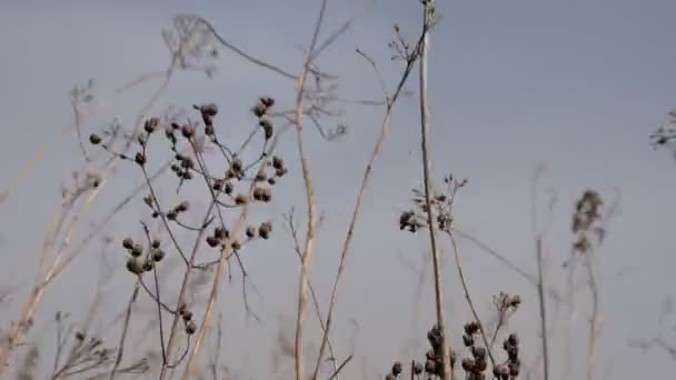  Les tiges sèches des fleurs sauvages vibrent dans le vent fort. Le vent répand les graines des plantes. Vue du bas .
