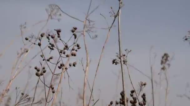 Suche Łodygi Dzikich Kwiatów Wibrują Silnym Wietrze Wiatr Rozprzestrzenia Nasiona — Wideo stockowe
