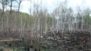 Ukrayna 'daki yangından sonra Birch Grove. Genç ağaçlar yangın tarafından yok edildi. Yanmış ot. Çevre felaketi.