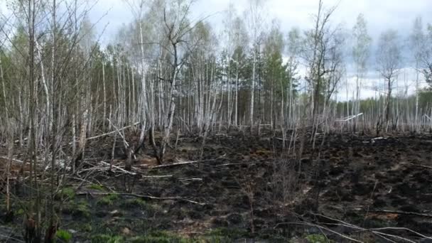 Nyírfa Erdő Tűz Után Ukrajnában Fiatal Fákat Pusztított Tűz Égett — Stock videók