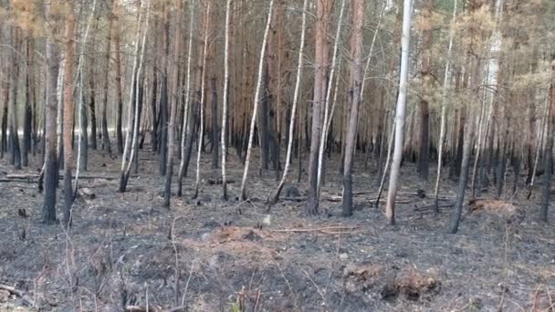 Tallskog Efter Brand Ukraina Bränt Gräs Miljökatastrof — Stockvideo