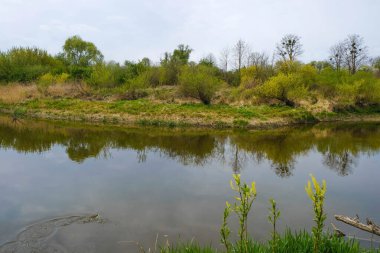 Ukrayna 'daki nehir öküzü. Balıkların hareketinden kaynaklanan su dalgaları üzerinde. Ukrayna doğası.