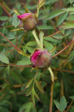Tek renkli yeşil arka planda yağmur damlaları olan şakayık ağaçları. Boşluğu kopyala.