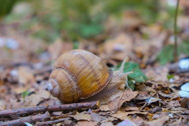 Ukrayna 'da bir adamın avucundaki büyük, güzel salyangoz. Doğa koruma kavramı. Kapatın. Boşluğu kopyala.