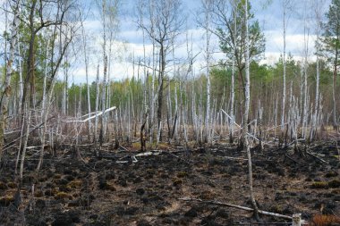  Ukrayna 'daki yangından sonra Birch Grove. Genç ağaçlar yangın tarafından yok edildi. Yanmış ot. Çevre felaketi. Boşluğu kopyala.