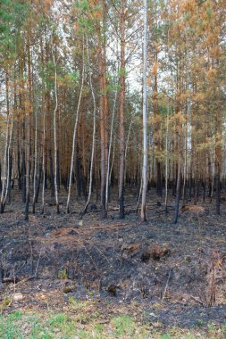 Ukrayna 'da çıkan yangından sonra çam ormanı. Yanmış ot. Çevre felaketi. Boşluğu kopyala.