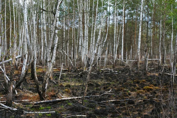 Bosque Abedul Después Incendio Ucrania Árboles Jóvenes Destruidos Por Fuego —  Fotos de Stock