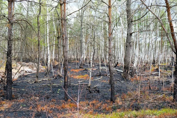Forest Fire Ukraine Destroyed Pines Birches Burnt Grass Environmental Disaster Royalty Free Stock Images