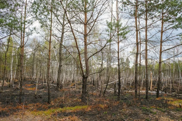 Forest Fire Ukraine Destroyed Pines Birches Burnt Grass Environmental Disaster Stock Picture