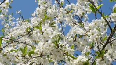 Rüzgar, Ukrayna 'da mavi gökyüzüne karşı kiraz dalını sallıyor..