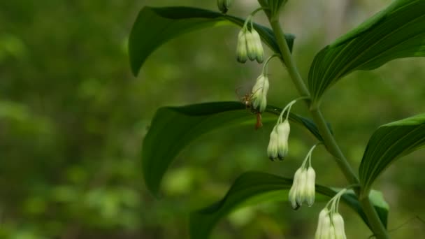 Polygonatum Multiflorum Sello Salomón Flores Verdes Frescas Primavera Viento Sacude — Vídeo de stock