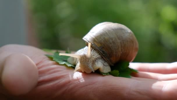 Big Beautiful Snail Man Palm Ukraine — Stock Video