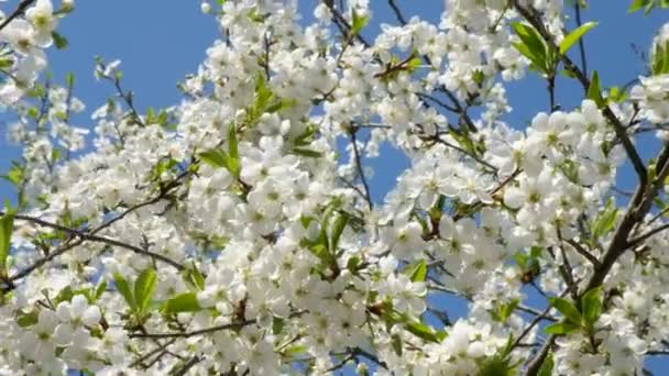 Viento Balancea Una Rama Cerezo Plena Floración Contra Cielo Azul — Vídeo de stock