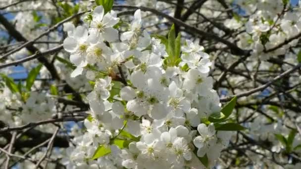 Vento Ondeggia Ramo Ciliegio Piena Fioritura Sullo Sfondo Albero Fiore — Video Stock