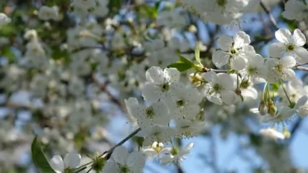 在乌克兰一棵开花的树的衬托下 风吹散着一棵盛开的樱桃树 — 图库视频影像