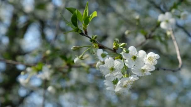 風はウクライナの開花木の背景を背景に満開の桜の枝を揺れ — ストック動画