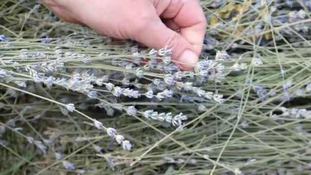 Lavendel Råvaror Mans Hand Mannen Separerar Torkade Blommorna Från Stjälkarna — Stockvideo