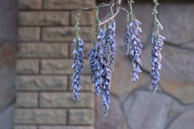 Dried flowers of purple wisteria on a background of a stone wall in the morning in Ukraine. Copy space. Card. clipart