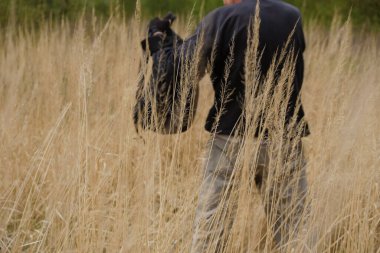Sırtında siyah bir sırt çantası olan kuru otların arasında bir adamın silueti. Ukrayna 'da turizm. Boşluğu kopyala.