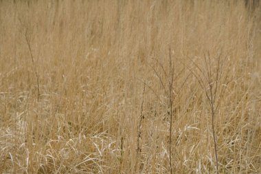 Ukrayna 'daki kuru sarı çimlerin arka planı. Boşluğu kopyala.