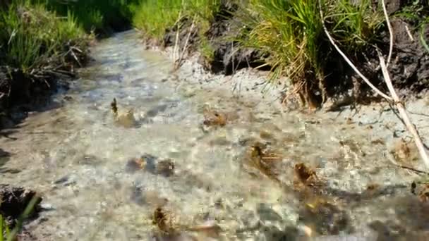 在阳光明媚的乌克兰 透明的溪流与清澈的水 白土底部用石头 清澈的绿草覆盖在沼泽般的黑土上的溪流岸边 — 图库视频影像