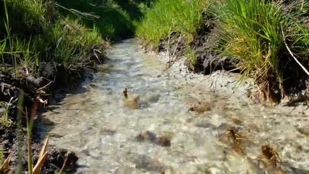 Transparent Stream Clear Water Sunny Day Ukraine White Clay Bottom — Stock Video