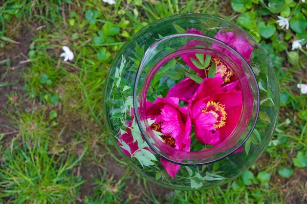 Peonías Rosadas Fondo Una Botella Vidrio Grande Tarro Hierba Jardín — Foto de Stock