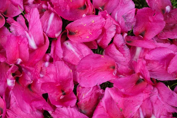 Pétalos Peonía Rosa Esparcidos Superficie Floral Vista Superior Copiar Espacio — Foto de Stock