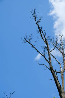  Gökyüzü arka planında uzun, kuru bir ağaç. Uzayı kopyala Minimalizm. Dikey resim.