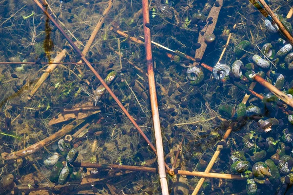 Grodyngel Och Snäckskal Simmar Klart Vatten Botten Skogssjö Ukraina — Stockfoto