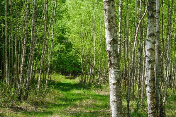 Een Verlaten Mysterieus Bos Een Zonnige Dag Oekraïense Natuur — Stockfoto