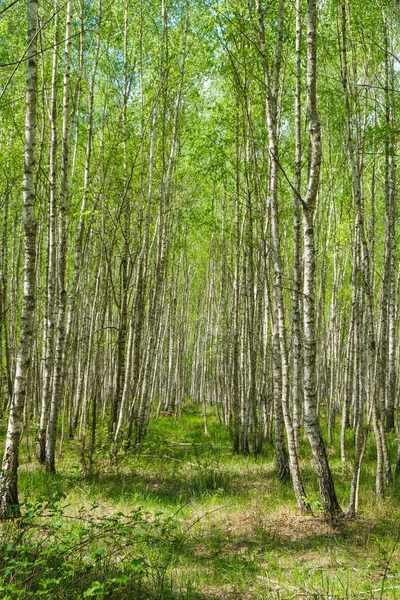 Uma Trilha Deserta Uma Floresta Bétulas Caminhadas Natureza Ucrânia Imagem — Fotografia de Stock