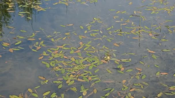 Grüne Frösche Pelophylax Lessonae Einem Teich Während Der Paarungszeit Auf — Stockvideo