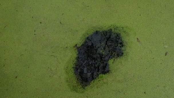 Meditativní Pohyb Zelených Duckweedů Vodě Okrajů Středu Postupné Utahování Vodní — Stock video