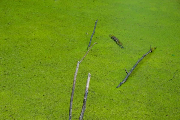 Google Superfície Ervas Daninhas Lago Florestal Ucrânia Madeira Água Podridão — Fotografia de Stock